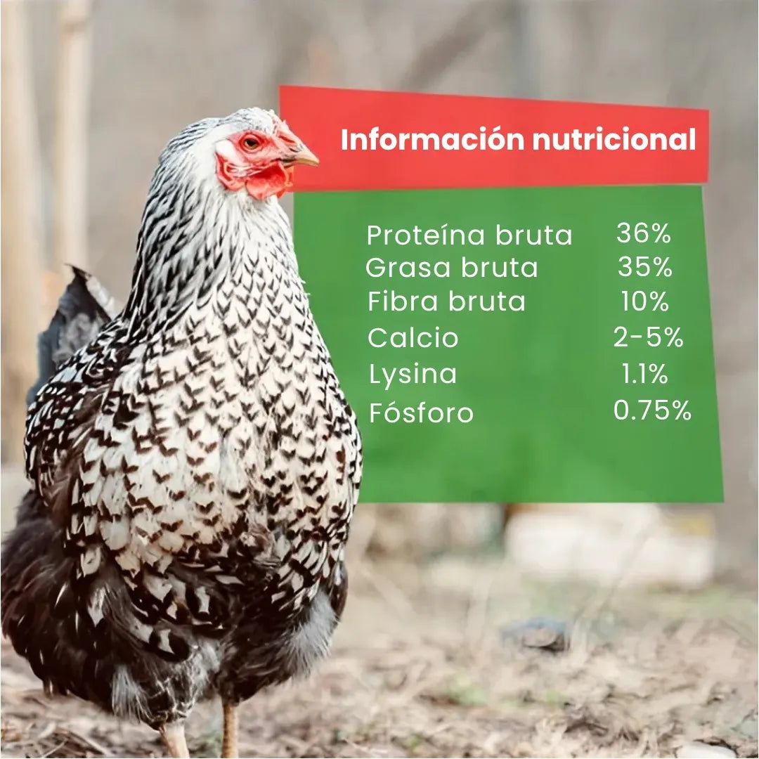BIO GTERRA® LARVAS DE MOSCA DE SOLDADO NEGRA SUPLEMENTO ALIMENTICIO ALTO EN CALCIO PARA GALLINAS Y ANIMALES DE CORRAL