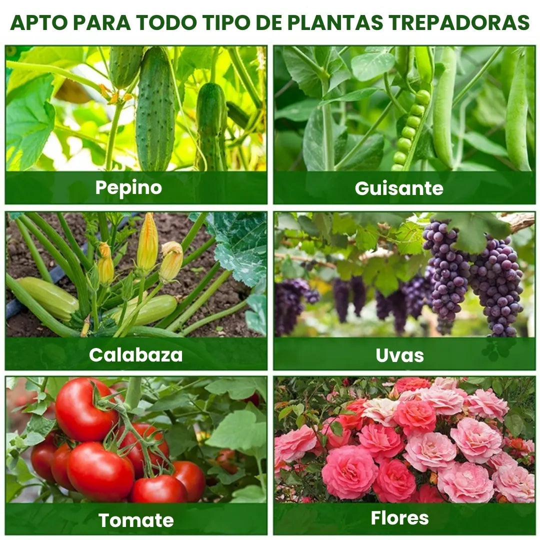 ECOSTAKA® VARILLAS SOPORTE DE ESCALADA PARA PLANTAS, VEGETALES Y HUERTAS EN ACERO