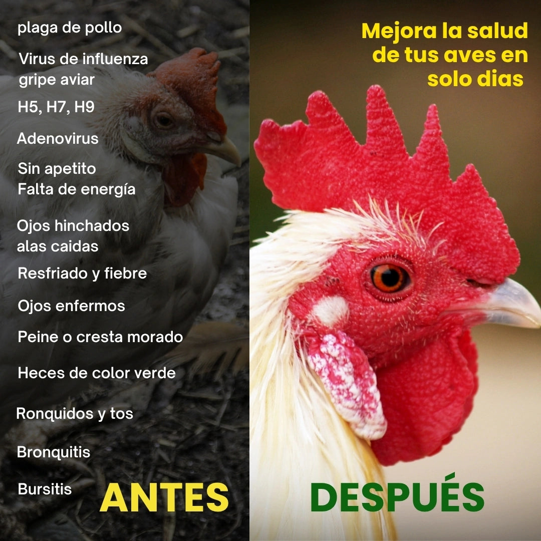 BIOAVI® FORMULA 100% NATURAL PARA ELIMINAR GRIPE EN POLLOS Y AVES/ BASE DE RAGALIZ Y DIENTE DE LEÓN