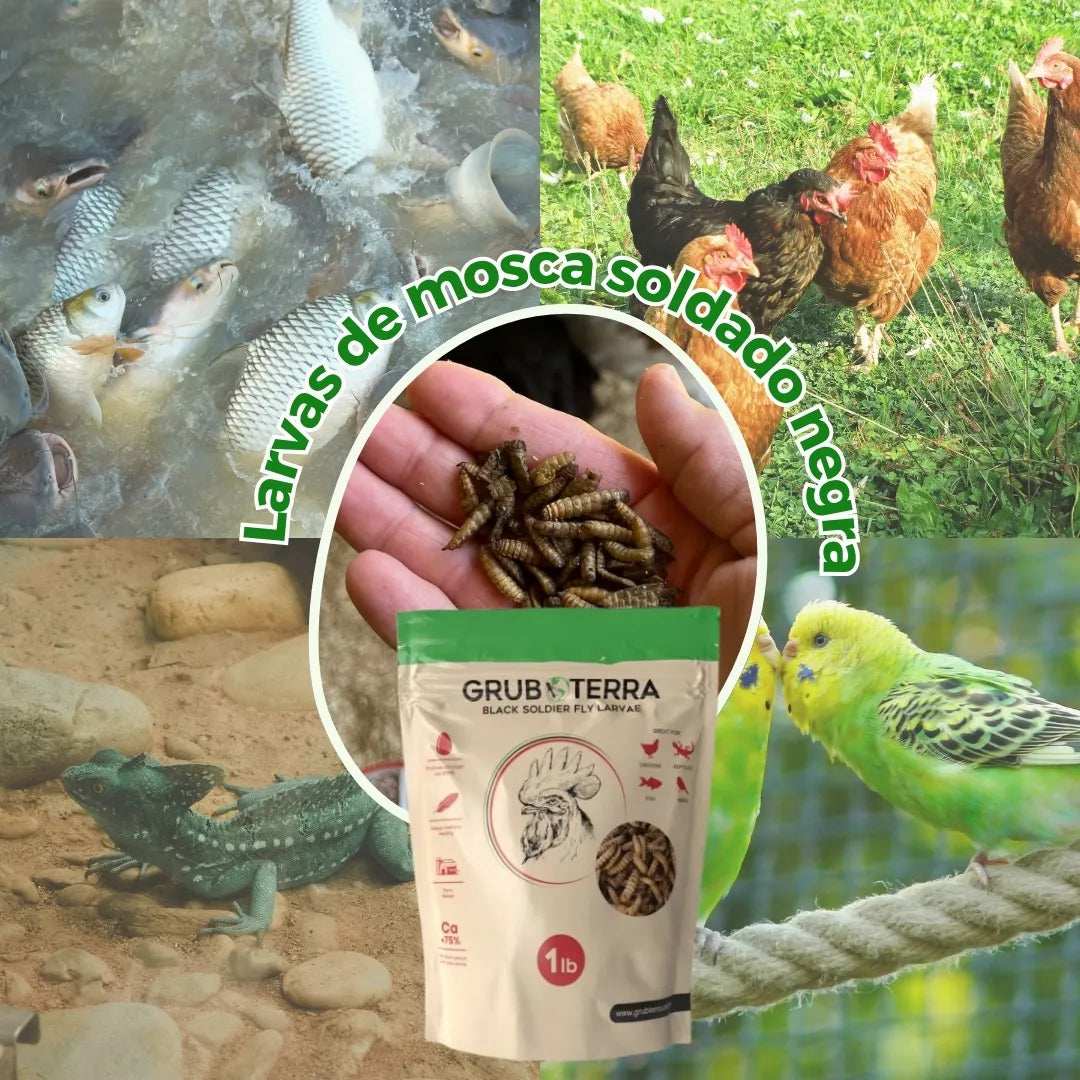 BIO GTERRA® LARVAS DE MOSCA DE SOLDADO NEGRA SUPLEMENTO ALIMENTICIO ALTO EN CALCIO PARA GALLINAS Y ANIMALES DE CORRAL