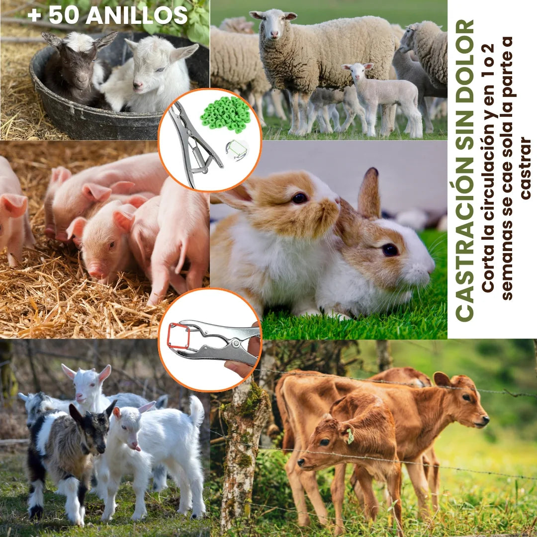 CastraVet® Dispositivo de castración y corte de cola + 50 anillos